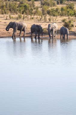 elephants drinking water clipart