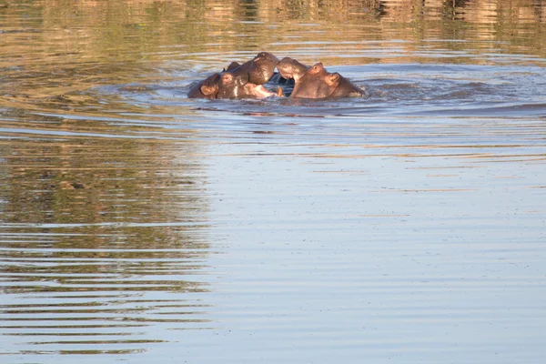 Hiponas lutando na lagoa — Fotografia de Stock