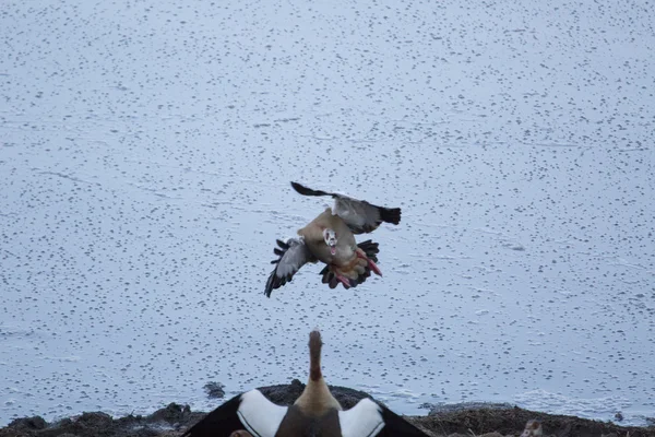 Oiseaux sur le lac au jour de pluie — Photo