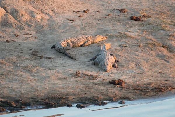 Kumsalda dinlenme Crocodilies — Stok fotoğraf