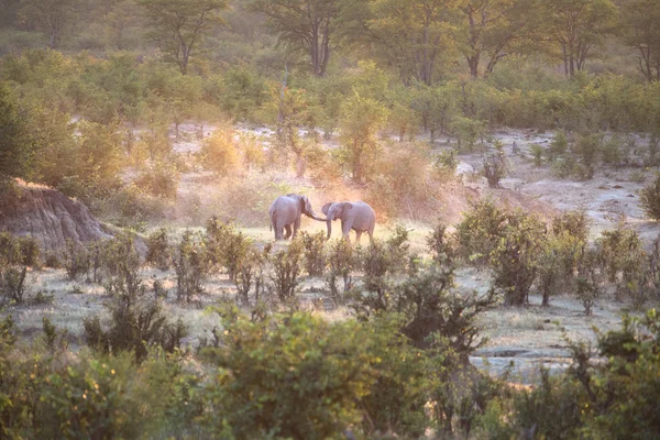 Elefanes luchando en el paisaje africano —  Fotos de Stock