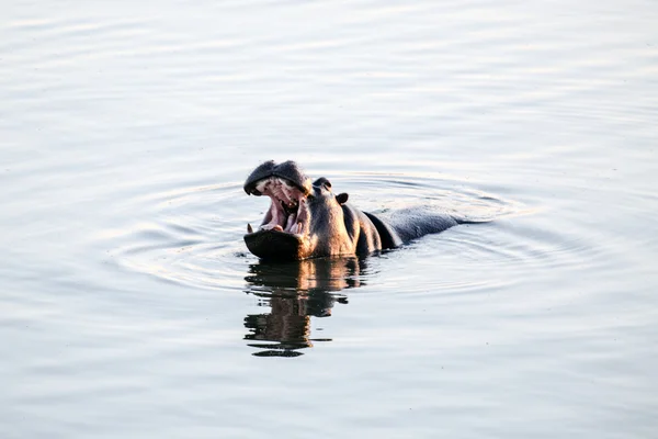 Hipopótamo sentado en el lago —  Fotos de Stock