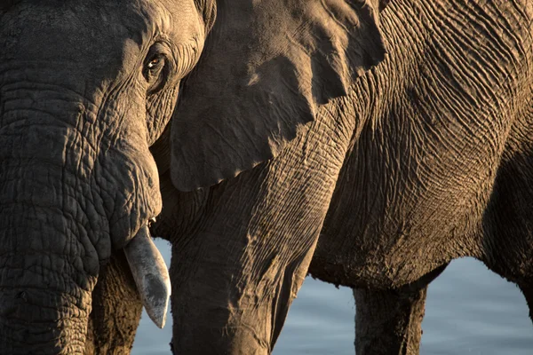 Elefante perto do poço — Fotografia de Stock