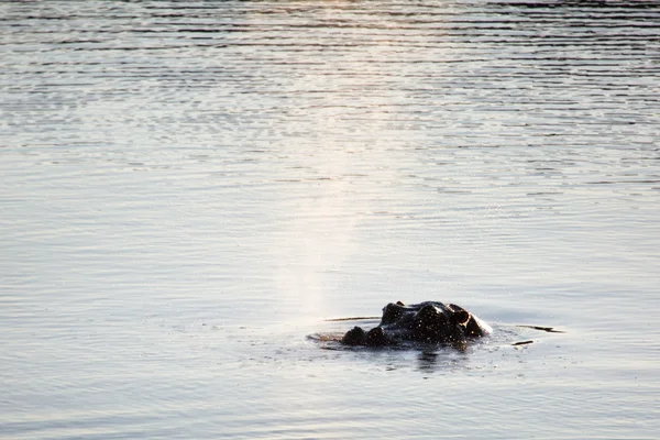 Hippo sitter i sjön — Stockfoto