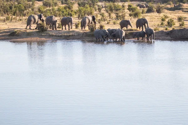 大象喝水 — 图库照片
