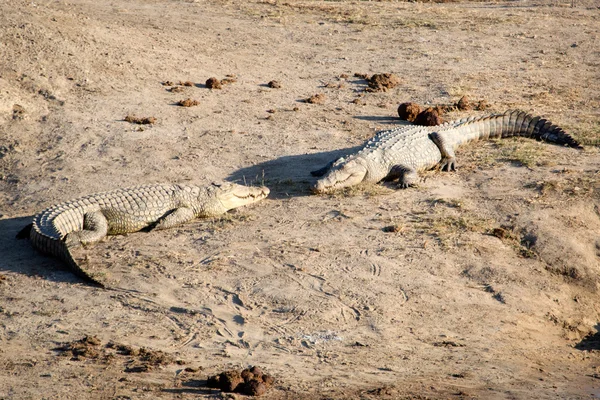 Crocodilies vilar på stranden — Stockfoto