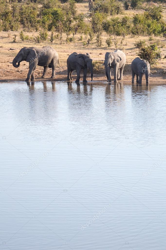 elephants drinking water