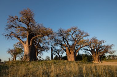 Baines baobab Botsvana