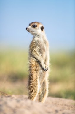 Meerkat in veld clipart