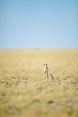 Meerkat veld içinde