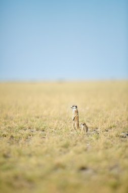 Meerkat in veld clipart