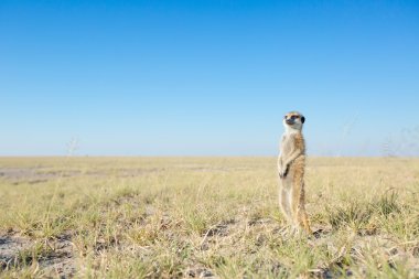 Meerkat veld içinde