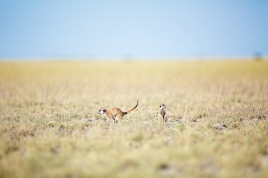 Meerkat veld içinde