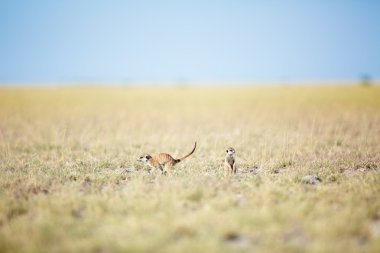 Meerkat in veld clipart