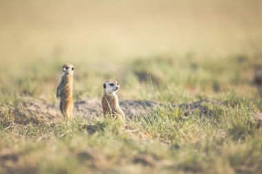 Meerkat veld içinde