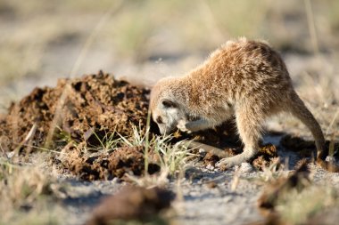 Meerkat veld içinde