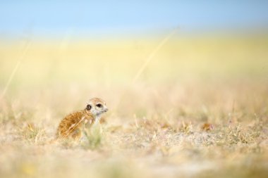 Meerkat veld içinde