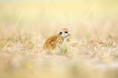 Meerkat veld içinde