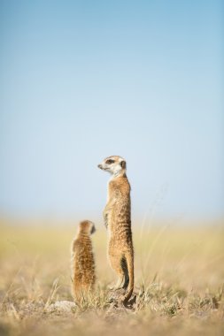 Meerkat veld içinde