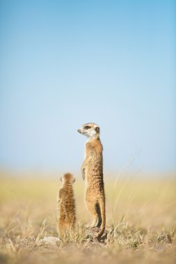 Meerkat veld içinde