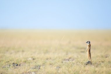 Meerkat veld içinde