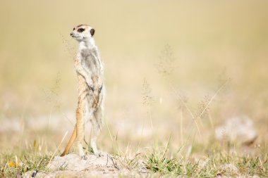 Meerkat veld içinde