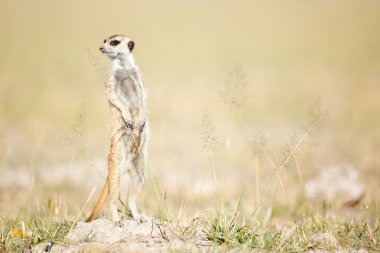 Meerkat in veld clipart