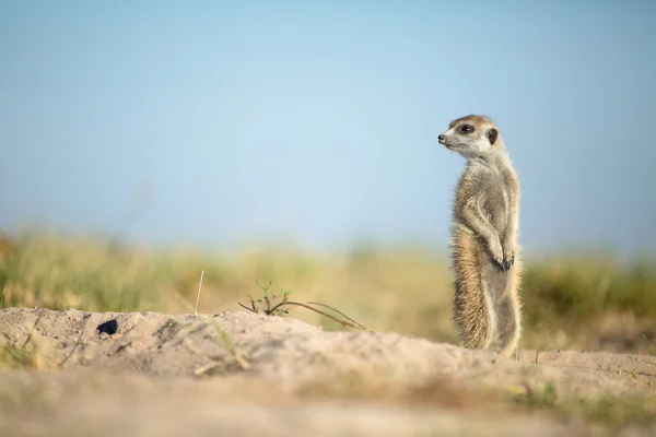 Meerkat en veld — Photo