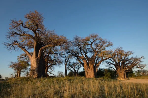 Baines baobab in Botswana — Stock Photo, Image