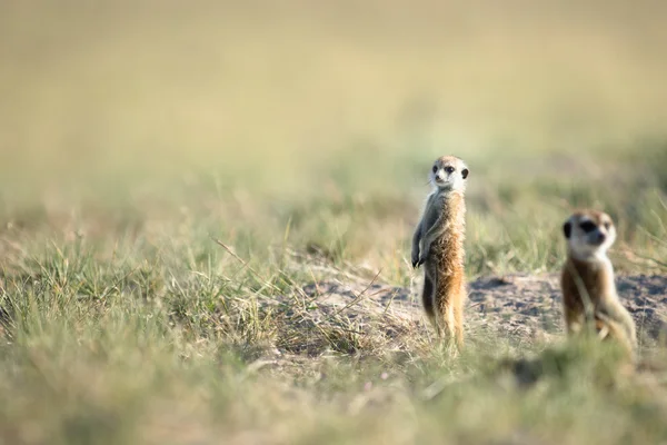 Meerkat in veld — Stockfoto