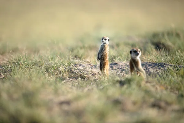 Meerkat in veld — Stockfoto