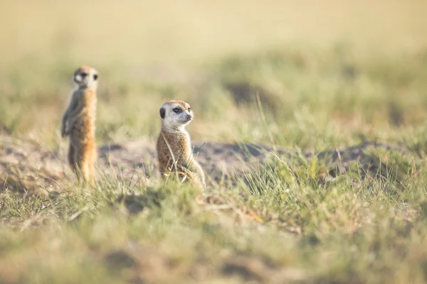 Meerkat στο veld — Φωτογραφία Αρχείου