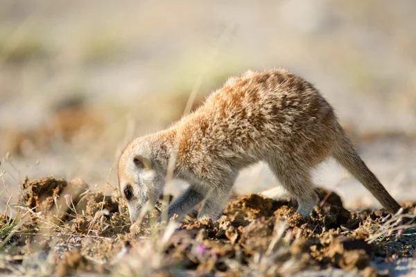 Meerkat en veld — Foto de Stock