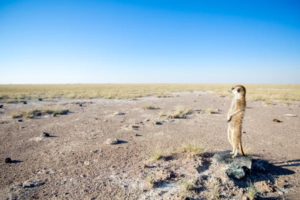 Meerkat in veld — Stockfoto