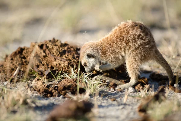 Meerkat in veld — Foto Stock
