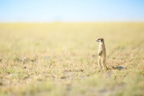 Meerkat em veld — Fotografia de Stock