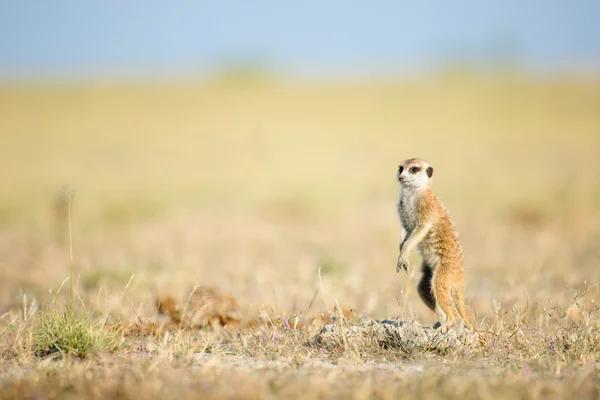 Meerkat en veld — Foto de Stock