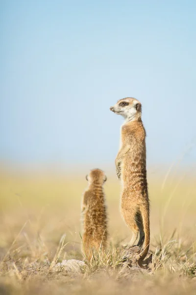 Meerkat veld içinde — Stok fotoğraf