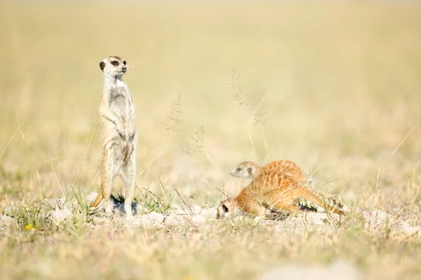 Meerkat in veld — Stock Photo, Image
