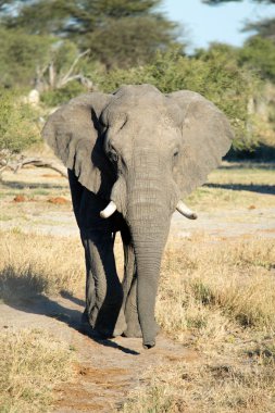 fil chobe Ulusal Parkı