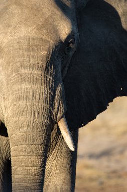 Elephant in Chobe National Park clipart