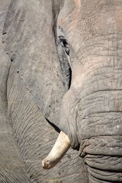 Elefant i chobe national park — Stockfoto