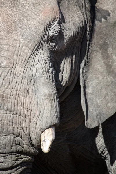 Elefante en el Parque Nacional Chobe —  Fotos de Stock