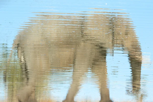 Elephant in Chobe National Park — Stock Photo, Image