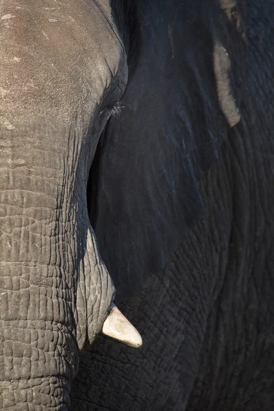 Slon v národním parku chobe — Stock fotografie