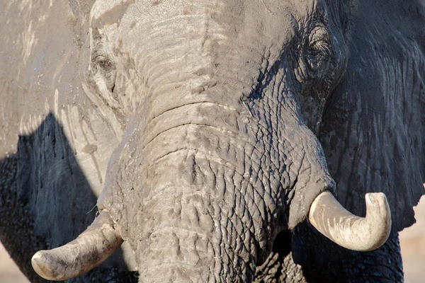 Elefant im Chobe Nationalpark — Stockfoto