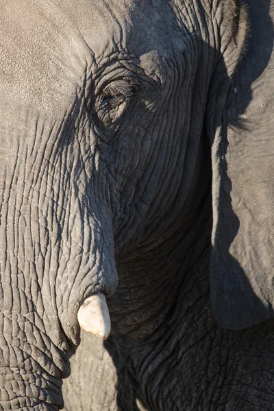 Elefante en el Parque Nacional Chobe — Foto de Stock