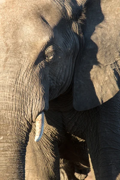 Elefant i chobe national park — Stockfoto