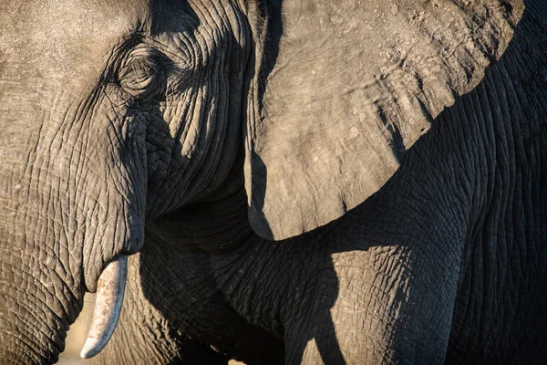 Olifant in chobe national park — Stockfoto