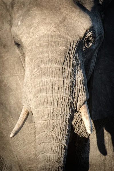 Elefant im Chobe Nationalpark — Stockfoto